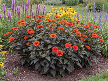 Load image into Gallery viewer, OpenPlantData Heliopsis helianthoides var. scabra Luna Roja
