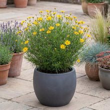 Load image into Gallery viewer, OpenPlantData Coreopsis verticillata Zagreb
