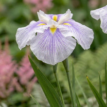 Load image into Gallery viewer, OpenPlantData Iris Ensata Kogesho
