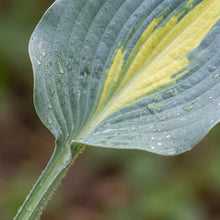 Load image into Gallery viewer, OpenPlantData Hosta Touch of Class
