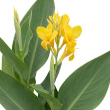 Load image into Gallery viewer, OpenPlantData Canna Richard Wallace
