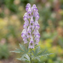 Load image into Gallery viewer, OpenPlantData Aconitum cammarum Bicolor
