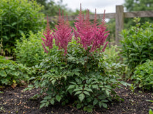 Load image into Gallery viewer, OpenPlantData Astilbe Maggie Daley
