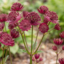Load image into Gallery viewer, OpenPlantData Astrantia major Sparkling Stars Red
