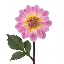 Load image into Gallery viewer, OpenPlantData Dahlia Pacific Jewel
