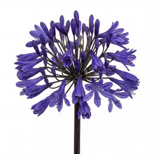Load image into Gallery viewer, OpenPlantData Agapanthus Black Buddha

