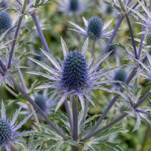 Load image into Gallery viewer, OpenPlantData Eryngium Big Blue
