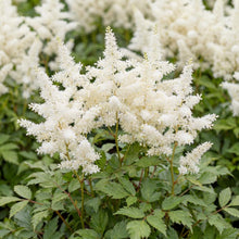 Load image into Gallery viewer, OpenPlantData Astilbe Washington
