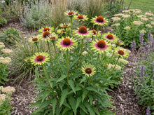 Load image into Gallery viewer, OpenPlantData Echinacea purpurea Green Twister
