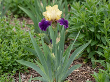Load image into Gallery viewer, OpenPlantData Iris Jurassic Park
