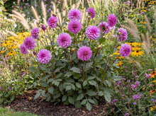 Load image into Gallery viewer, OpenPlantData Dahlia Blue Bell
