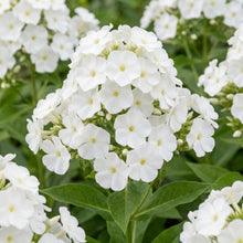 Load image into Gallery viewer, OpenPlantData Phlox Amplifolia Captain Freedom
