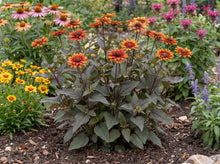Load image into Gallery viewer, OpenPlantData Heliopsis helianthoides var. scabra Luna Roja
