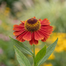 Load image into Gallery viewer, OpenPlantData Helenium Moerheim Beauty
