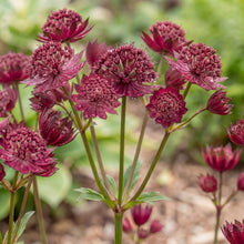 Load image into Gallery viewer, OpenPlantData Astrantia major Sparkling Stars Red
