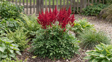 Load image into Gallery viewer, OpenPlantData Astilbe chinensis Harvandermeerrubyred
