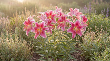 Load image into Gallery viewer, OpenPlantData Lilium Star Gazer
