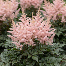 Load image into Gallery viewer, OpenPlantData Astilbe Chinensis Cookie Monsters Favourite
