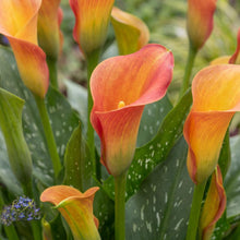 Load image into Gallery viewer, OpenPlantData Zantedeschia Morning Sun
