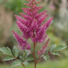 Load image into Gallery viewer, OpenPlantData Astilbe Vision

