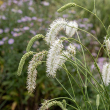 Load image into Gallery viewer, OpenPlantData Sanguisorba tenuifolia var. alba Korean Snow
