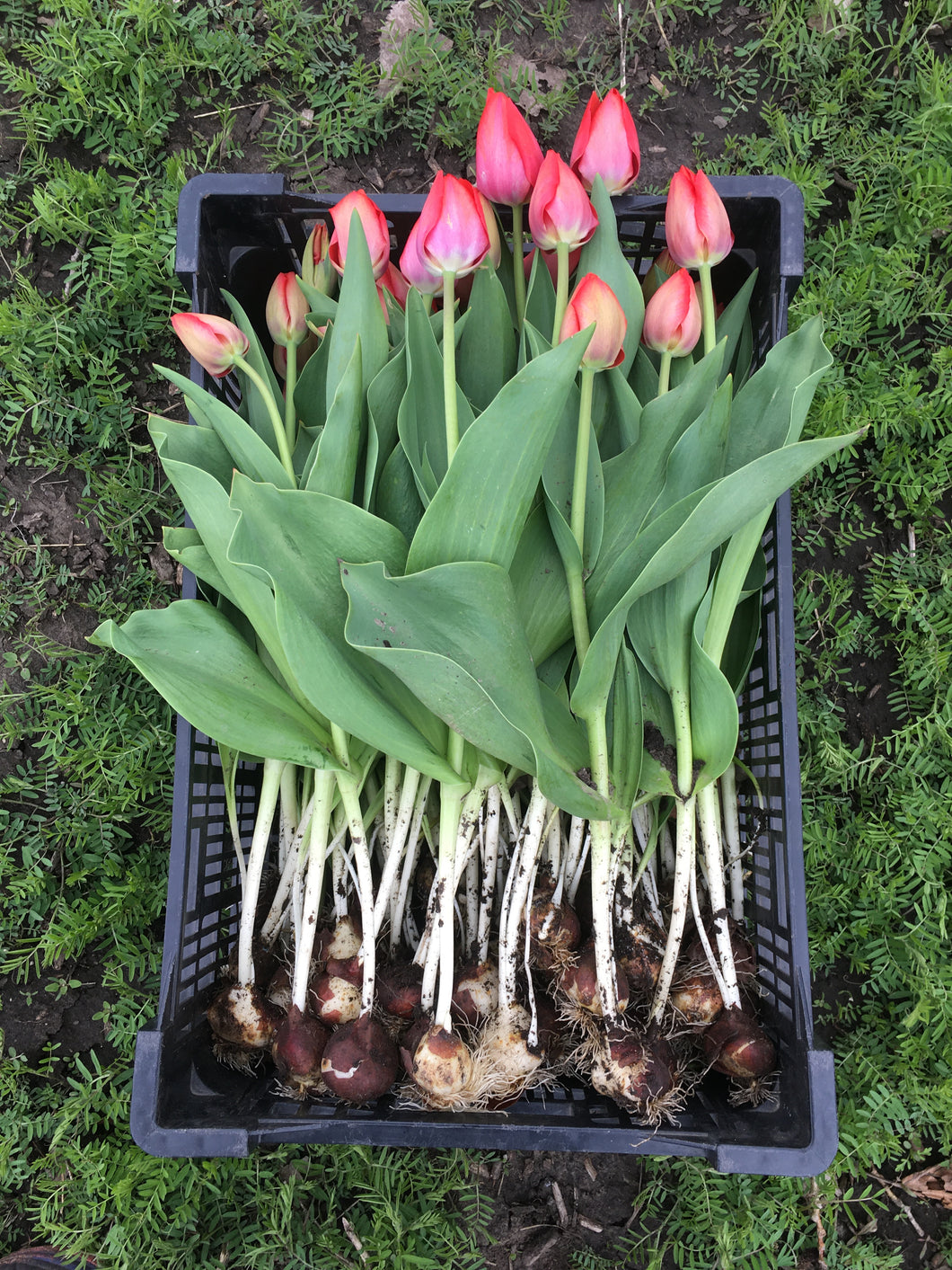 2024 CSA Exclusive You-Pick Tulips