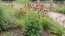 Load image into Gallery viewer, OpenPlantData Sanguisorba officinalis Red Thunder
