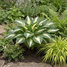 Load image into Gallery viewer, OpenPlantData Hosta Night Before Christmas
