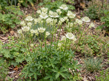 Load image into Gallery viewer, OpenPlantData Astrantia major Sparkling Stars White
