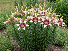 Load image into Gallery viewer, OpenPlantData Lilium Tribal Kiss
