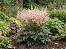 Load image into Gallery viewer, OpenPlantData Astilbe Chinensis Cookie Monsters Favourite
