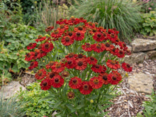 Load image into Gallery viewer, OpenPlantData Helenium autumnale Salsa
