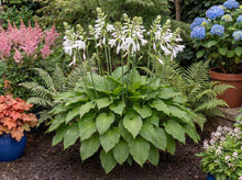 Load image into Gallery viewer, OpenPlantData Hosta Royal Standard
