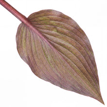 Load image into Gallery viewer, OpenPlantData Hosta Bloodline

