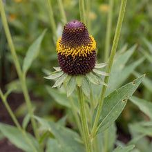 Load image into Gallery viewer, OpenPlantData Rudbeckia Occidentalis Black Beauty
