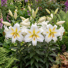 Load image into Gallery viewer, OpenPlantData Lilium Bafferari
