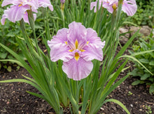 Load image into Gallery viewer, OpenPlantData Iris Pink Parfait
