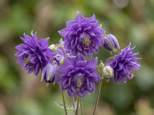 Load image into Gallery viewer, OpenPlantData Aquilegia Blue Barlow
