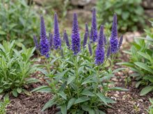 Load image into Gallery viewer, OpenPlantData Veronica spicata Ulster Dwarf Blue
