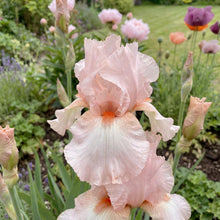 Load image into Gallery viewer, OpenPlantData Iris Lenora Pearl
