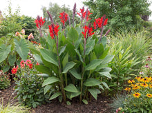 Load image into Gallery viewer, OpenPlantData Canna generalis Robert Kemp
