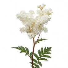 Load image into Gallery viewer, OpenPlantData Filipendula Plena
