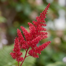 Load image into Gallery viewer, OpenPlantData Astilbe Chinensis Elmo
