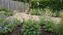 Load image into Gallery viewer, OpenPlantData Sanguisorba tenuifolia Strawberry Frost
