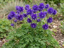 Load image into Gallery viewer, OpenPlantData Aquilegia vulgaris var. stellata Blue Barlow
