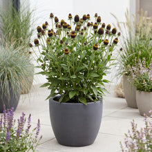 Load image into Gallery viewer, OpenPlantData Rudbeckia Occidentalis Black Beauty
