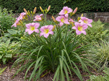 Load image into Gallery viewer, OpenPlantData Hemerocallis Catherine Woodbery
