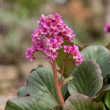 Load image into Gallery viewer, OpenPlantData Bergenia Winterglow
