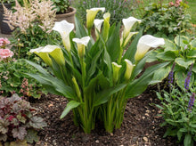 Load image into Gallery viewer, OpenPlantData Calla Crystal Clear
