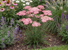 Load image into Gallery viewer, OpenPlantData Achillea millefolium Ending Blue
